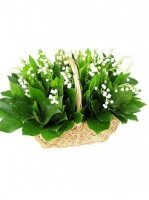 Голландские мотивы 