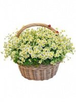 Хаврошечка 